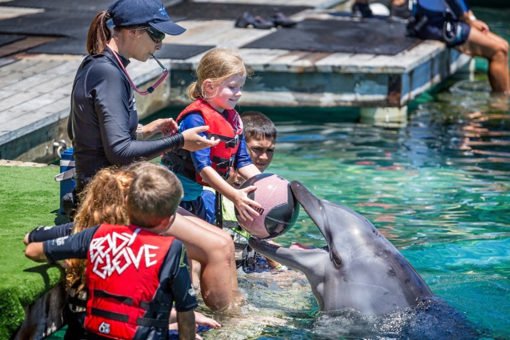 Young girl placing basket ball in Dolphins mouth at Sea World, Brisbane, Queensland, Australia on 30 December 2014